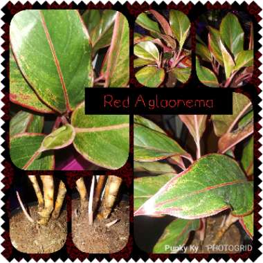 Aglaonema 'Siam'