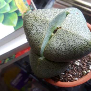 Pleiospilos nelii