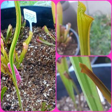 Sarracenia leucophylla 'Tarnok'