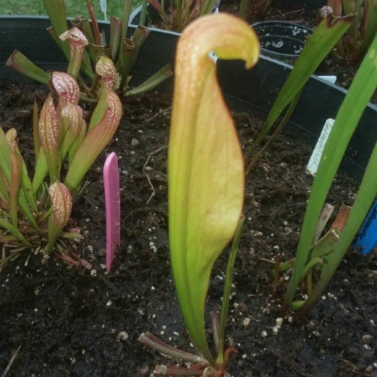 Plant image Sarracenia hybrid 'Minor Waycross Giant' x psittacina