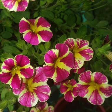 Calibrachoa 'Starlight Cherry'