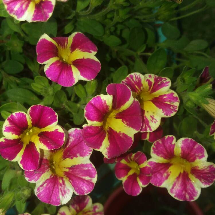 Plant image Calibrachoa 'Starlight Cherry'