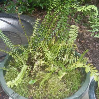 Dryopteris Wallichiana