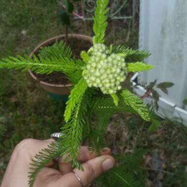 Achillea