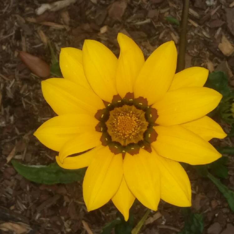 Plant image Gazania splendens 'Kiss Yellow'