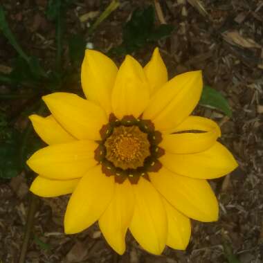 Gazania splendens 'Kiss Yellow'