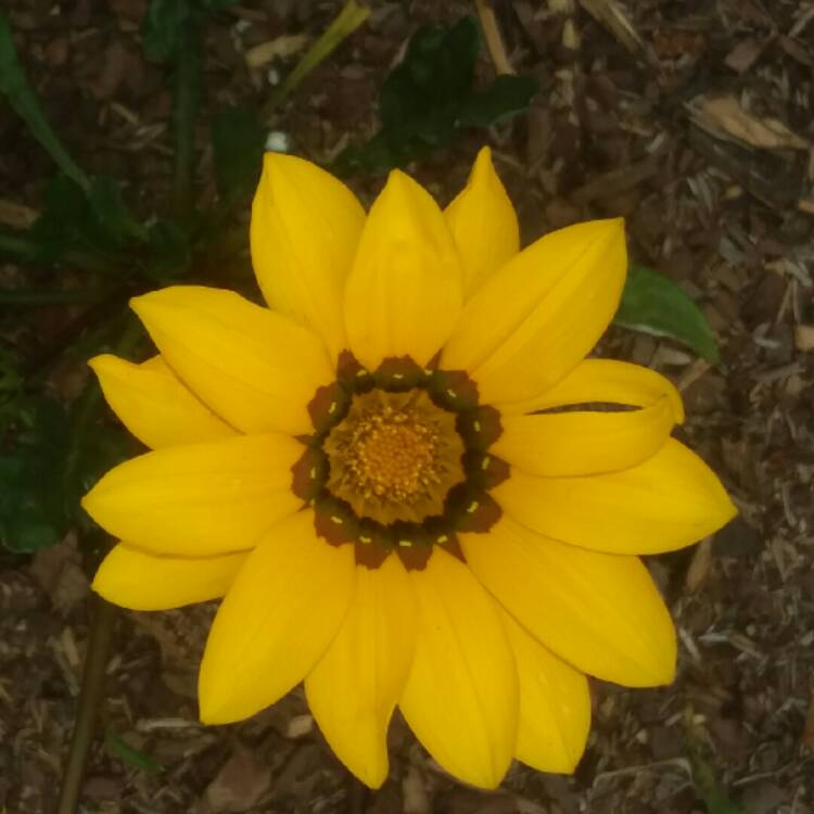 Plant image Gazania splendens 'Kiss Yellow'