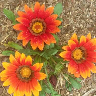 Gazania rigens 'Kiss Bronze'