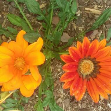 Gazania 'Daybreak Bright Orange'