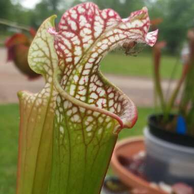 Sarracenia leucophylla 'Tarnok'