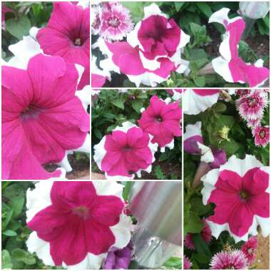 Petunia Grandiflora  'Can Can Picotee Velvet'