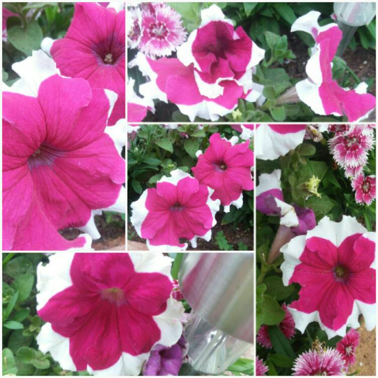 Plant image Petunia Grandiflora  'Can Can Picotee Velvet'