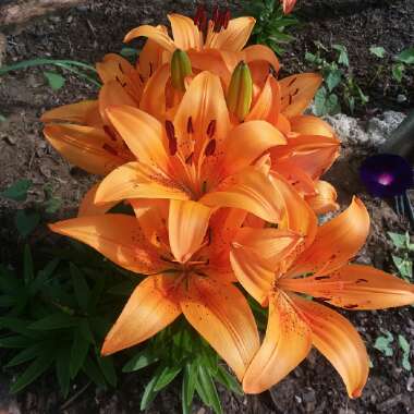 Lilium 'Orange Matrix' syn. Lilium 'Matrix Orange'