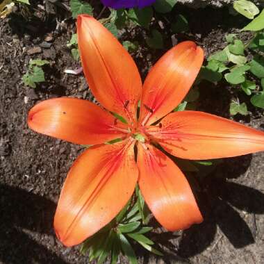 Lilium 'Orange Pixie'