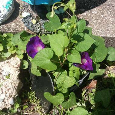 Ipomoea purpurea 'Grandpa Ott'