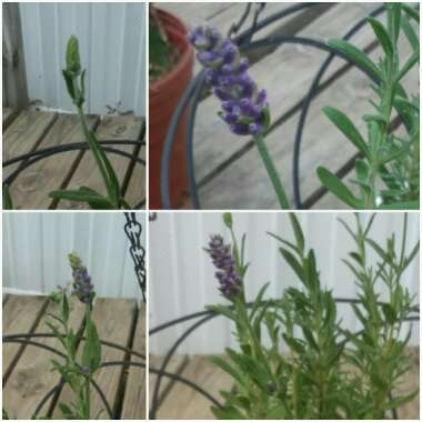 Lavandula angustifolia 'Ellagance Mix' (Ellagance Series)