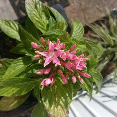 Pentas lanceolata 'Graffiti Pink'