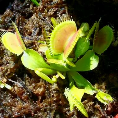 Dionaea muscipula