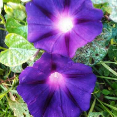 Ipomoea purpurea 'Grandpa Ott'