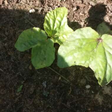 Ipomoea Alba