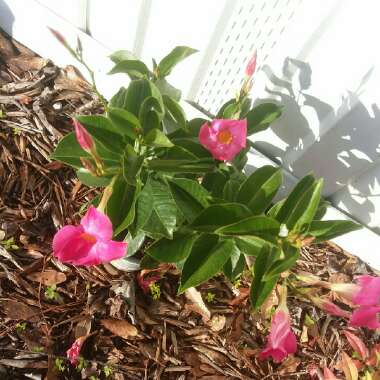 Mandevilla sanderi syn. Dipladenia sanderi