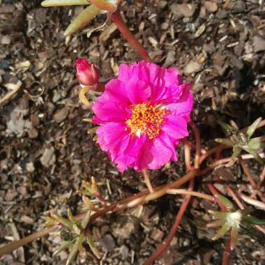 Portulaca grandiflora 'Sundial Fuchsia'