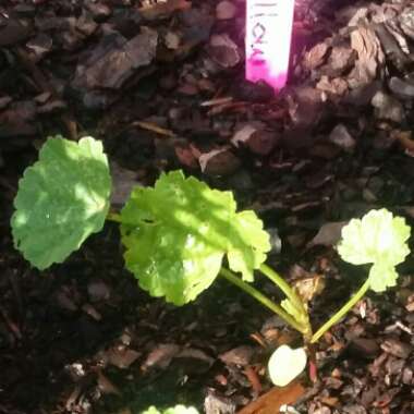 Malva Sylvestris 'Zebrina' syn. Alcea rosea 'Zebrina'