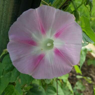 Ipomoea Purpurea 'Pink Star'