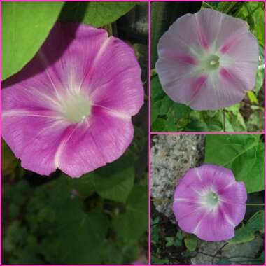 Ipomoea Purpurea 'Pretty In Pink'