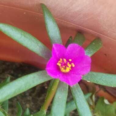 Portulaca Pilosa