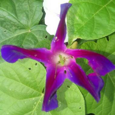 Ipomoea purpurea 'Grandpa Ott'