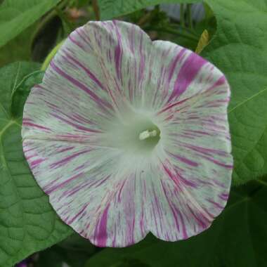 Ipomoea purpurea 'Carnival de Venezia'