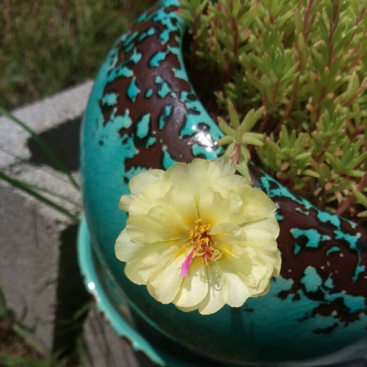 Plant image Portulaca grandiflora 'Everbloom' (Mix)