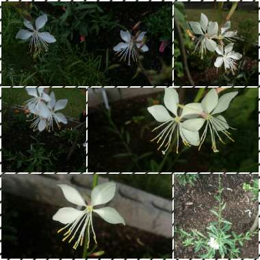 Oenothera lindheimeri 'Whirling Butterflies' syn. Gaura lindheimeri 'Whirling Butterflies'