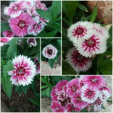 Dianthus 'Festival White Flame'