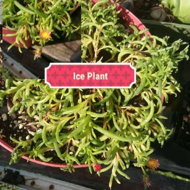 Delosperma cooperi 'Jewel of Desert Garnet' (Jewel of Desert Series)