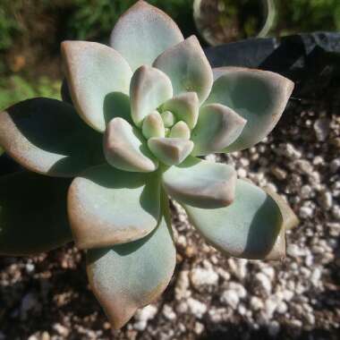 Graptopetalum Paraguayense subsp. Paraguayense