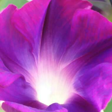 Ipomoea purpurea