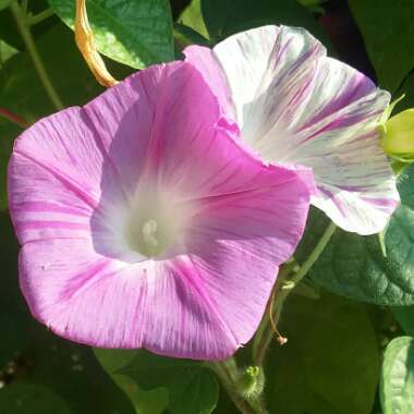 Ipomoea 'Venice Mix'