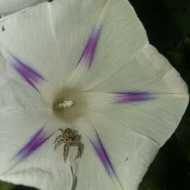 Ipomoea purpurea 'Milky Way'