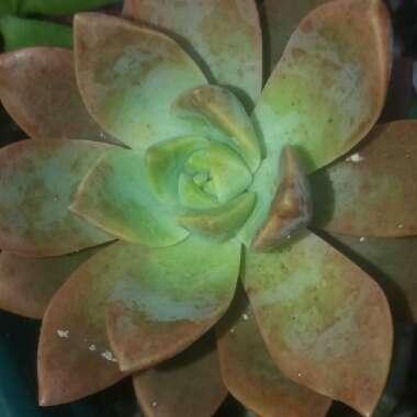 x Graptosedum Bronze