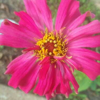 Zinnia elegans