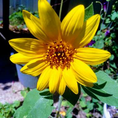 Helianthus annuus