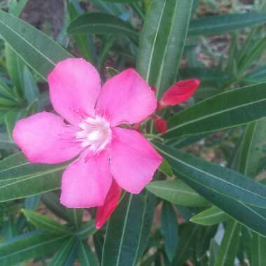 Nerium oleander