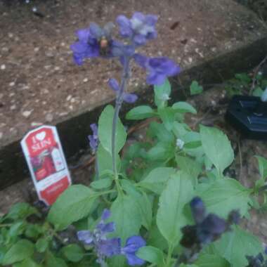 Salvia Microphylla 'Blue Note'