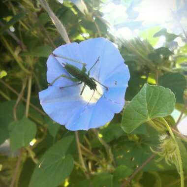 Ipomoea Hederacea