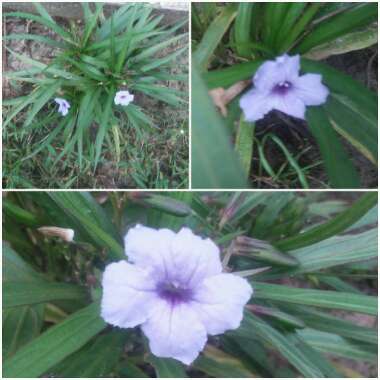 Ruellia brittoniana 'Katie'