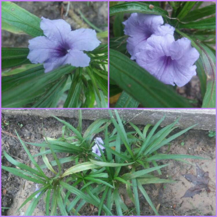 Plant image Ruellia brittoniana 'Katie'