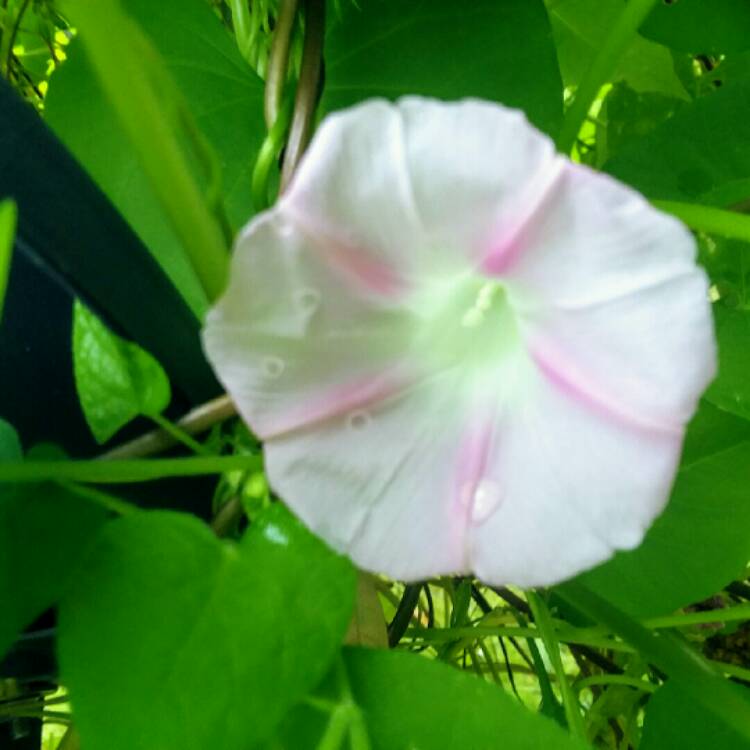 Plant image Ipomoea Purpurea 'Pink Star'