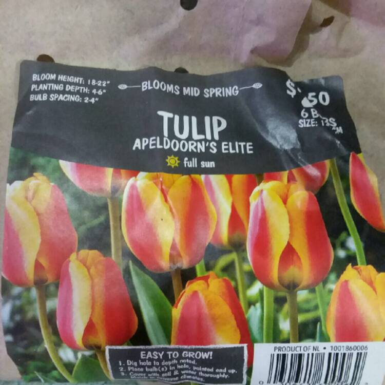 Plant image Tulipa 'Apeldoorn's Elite'